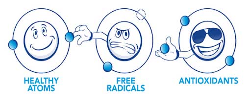 radikal bebas antioksidan