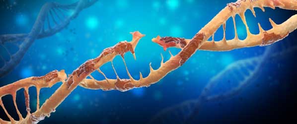 rusak akibat oksidasi radikal bebas