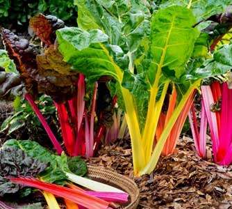 swiss chard